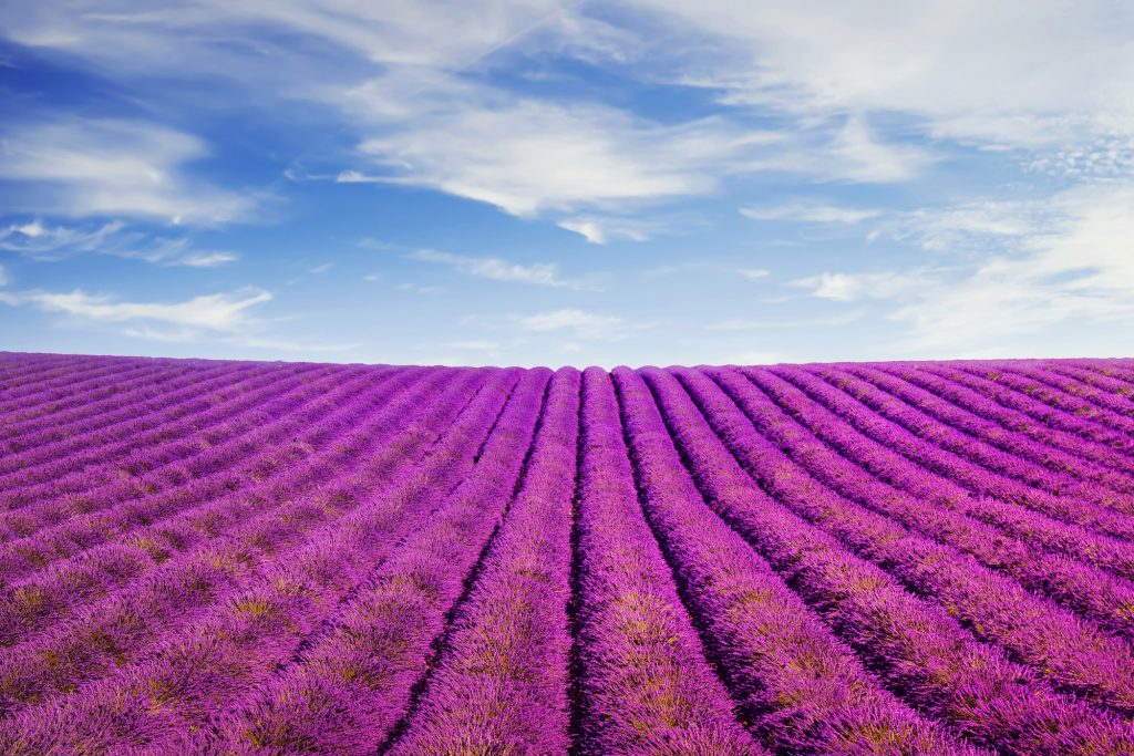 lavende